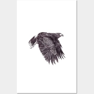 Harris’s Hawk Posters and Art